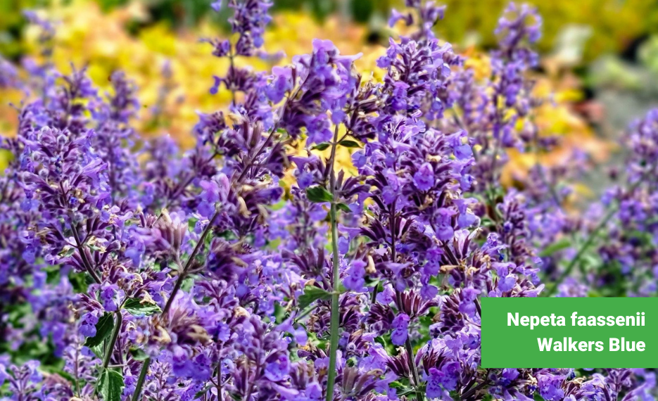 Catmint Nepeta faassenii Walkers Blue in flower